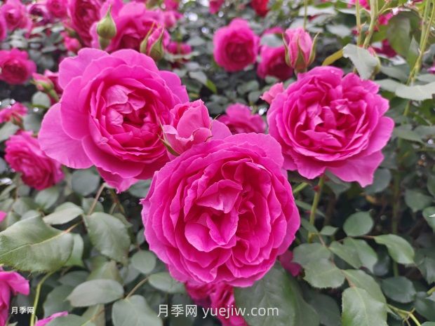 中国十大花卉缘何未纳玫瑰花？(图1)