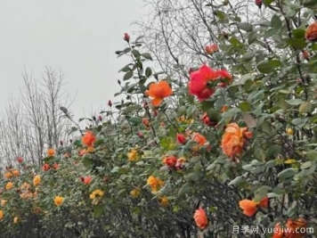 严冬月季花盛开，杭州高架月季实现超长待机