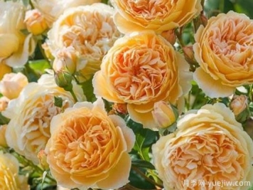 大花香水月季的养护方法，分享10种花香飘满屋