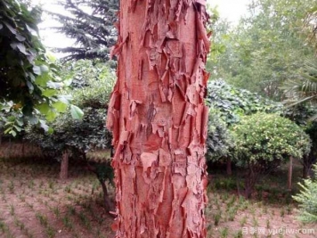 血皮槭的图片特点和种植养护