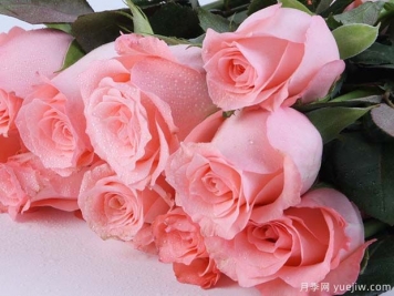 戴安娜玫瑰的花语是什么？有图片的更好？