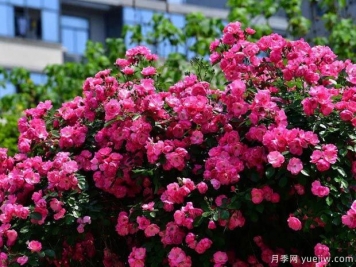 武汉新增多条绝美月季花道，江城处处花海景观