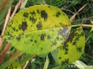 深秋天季节月季出现斑点的病害原因与防治