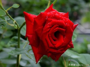 2023年情人节十大玫瑰品种销量榜，卡罗拉位居首位