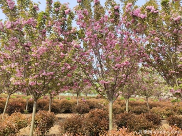 樱花树几年可以开花？日本晚樱开花的观赏价值