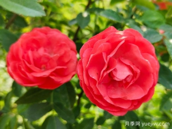 种上木香蔷薇花蛮强爆花，红橙白黄木香你喜欢哪个？