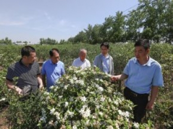 唐河唐栀子，地标农产品成农民增收致富的朝阳产业