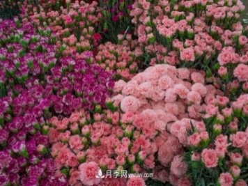 中国6大花市，全国花卉批发市场介绍