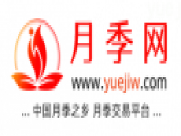 中国上海龙凤419，月季品种介绍和养护知识分享专业网站