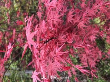 鸡爪槭和红枫的区别，叶片、枝干、花果期